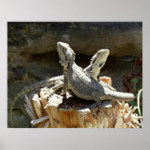 Amphion und Zethus Poster (Vorne)