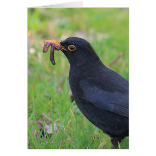 Amsel