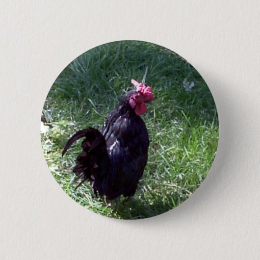 Amsel der schwarze Hahn Button (Vorderseite)