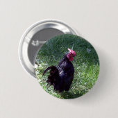 Amsel der schwarze Hahn Button (Vorne & Hinten)