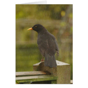 Amsel-Karte