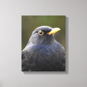 Amsel Leinwanddruck