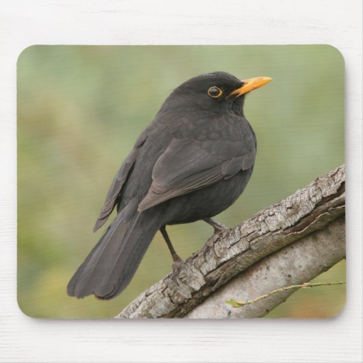Amsel Mousepad (Vorne)