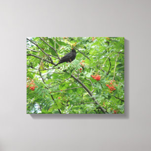 Amsel und Beeren Leinwanddruck