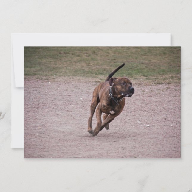Amstaff (Vorderseite)
