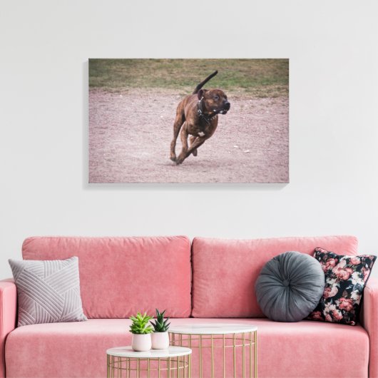 Amstaff Leinwanddruck (Insitu (Wohnzimmer))