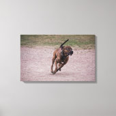 Amstaff Leinwanddruck (Vorderseite)