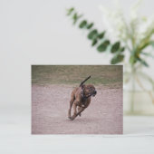 Amstaff Postkarte (Stehend Vorderseite)