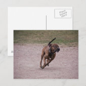 Amstaff Postkarte (Vorne/Hinten)