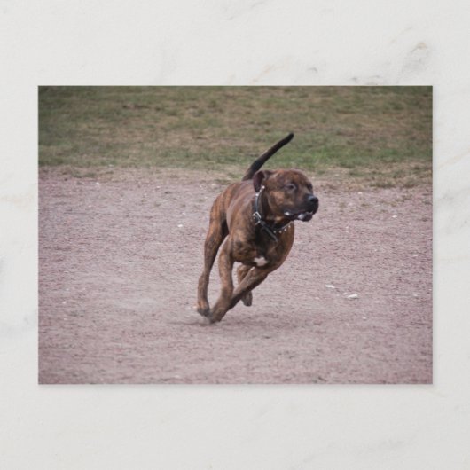 Amstaff Postkarte (Vorderseite)