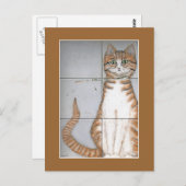 Amsterdam Cat Postcard Postkarte (Vorne/Hinten)