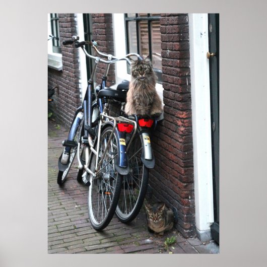 Amsterdam Katzen auf dem Foto Fahrräder Poster (Vorne)