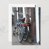 Amsterdam Katzen auf Fahrrädern Postkarte (Vorne/Hinten)
