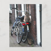 Amsterdam Katzen auf Fahrrädern Postkarte (Vorderseite)