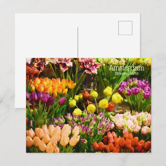 Amsterdamer Blume Postkarte (Vorne/Hinten)