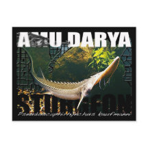 Amu Darya Sturgeon Postcard