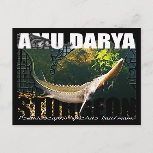 Amu Darya Sturgeon Postcard Postkarte (Vorderseite)