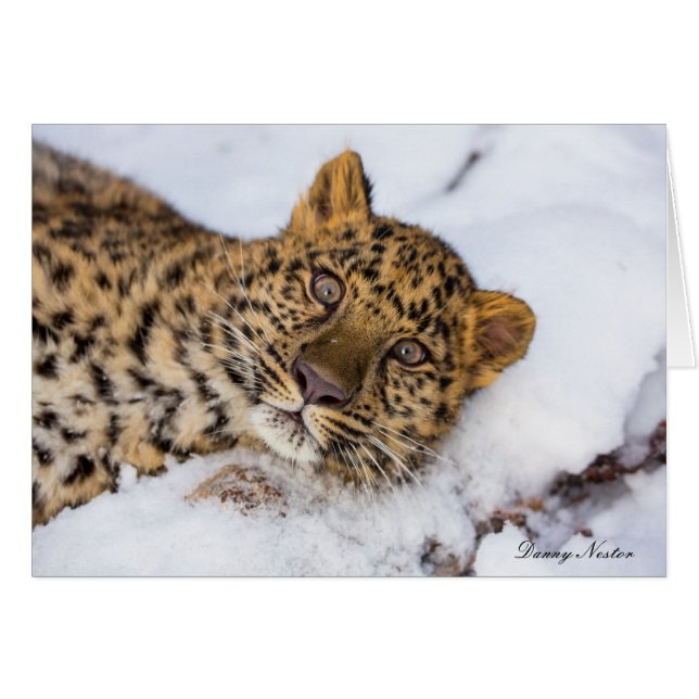 Amur (Vorderseite (Horizontal))