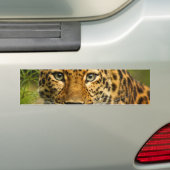 Amur-Leopard Autoaufkleber (Auf Auto)