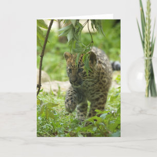 Amur Leopard Cub Feiertagskarte