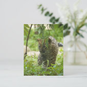 Amur Leopard Cub Postkarte (Stehend Vorderseite)