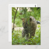 Amur Leopard Cub Postkarte (Vorne/Hinten)