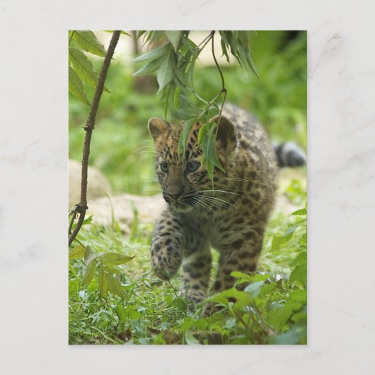 Amur Leopard Cub Postkarte (Vorderseite)