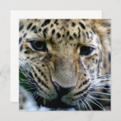 Amur-Leopard-Einladungen Einladung (Vorne/Hinten)
