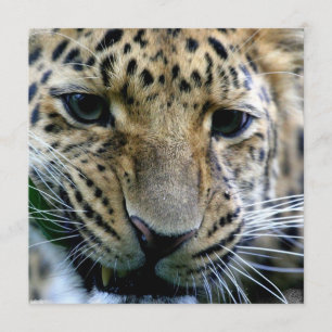 Amur-Leopard-Einladungen Einladung