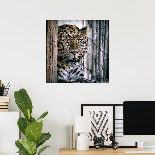Amur Leopard Exotic Zootier Poster (Heimbüro)