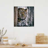 Amur Leopard Exotic Zootier Poster (Küche)
