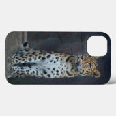 Amur-Leopard iPhone 6 Fall Case-Mate iPhone Hülle (Rückseite (Horizontal))