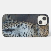 Amur-Leopard iPhone 6 Fall Hülle (Rückseite (Horizontal))