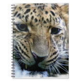 Amur-Leopard-Notizbuch Notizblock (Vorderseite)