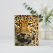 Amur Leopard Postkarte (Stehend Vorderseite)