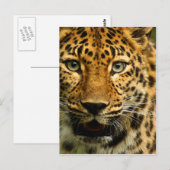 Amur Leopard Postkarte (Vorne/Hinten)
