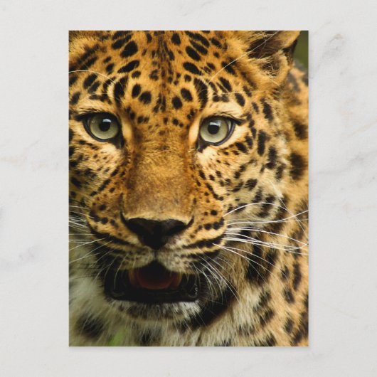Amur Leopard Postkarte (Vorderseite)