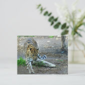 Amur Leopard Postkarte (Stehend Vorderseite)
