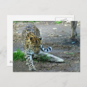 Amur Leopard Postkarte (Vorne/Hinten)