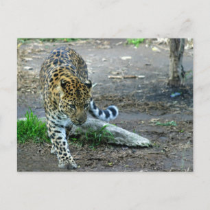Amur Leopard Postkarte