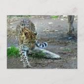 Amur Leopard Postkarte (Vorderseite)