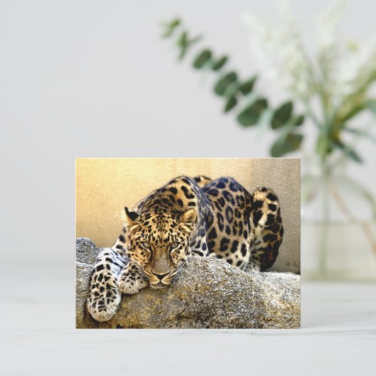Amur Leopard Postkarte (Stehend Vorderseite)