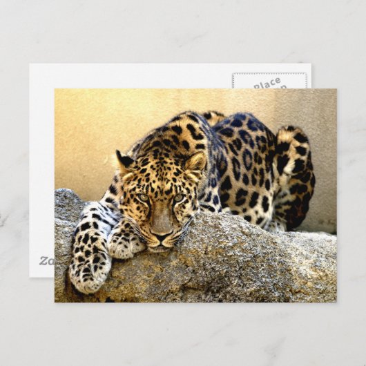 Amur Leopard Postkarte (Vorne/Hinten)