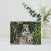 Amur Leopard Postkarte (Stehend Vorderseite)