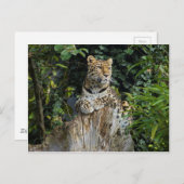 Amur Leopard Postkarte (Vorne/Hinten)