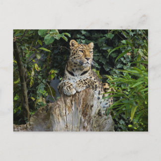 Amur Leopard Postkarte