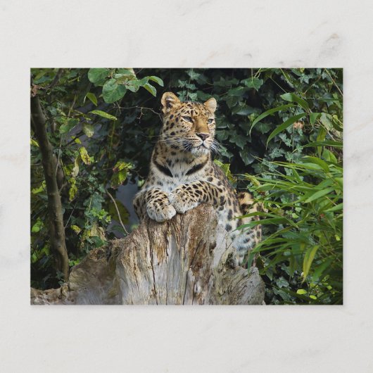 Amur Leopard Postkarte (Vorderseite)
