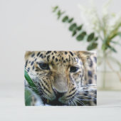 Amur Leopard Postkarten (Stehend Vorderseite)