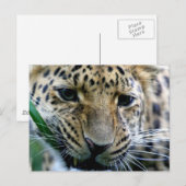 Amur Leopard Postkarten (Vorne/Hinten)