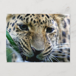 Amur Leopard Postkarten